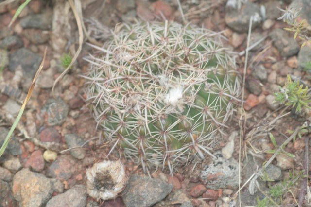 notocactusmammulosusvarritteranus.jpg