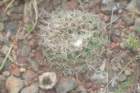notocactusmammulosusvarritteranus_small.jpg