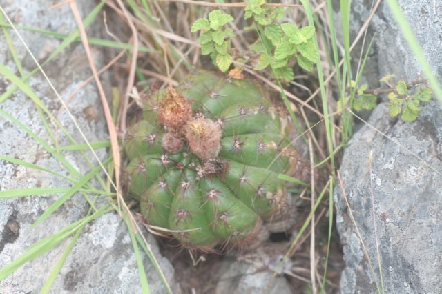 notocactusottonis.jpg
