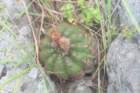 notocactusottonis_small.jpg