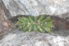 notocactussellowii2_small.jpg
