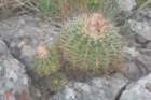 notocactussellowii3_small.jpg