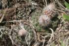 fraileamammifera2_small.jpg