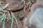 fraileamammifera_small.jpg