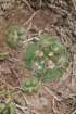 gymnocalyciumdenudatum_small.jpg