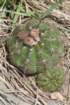 notocactusottonis2_small.jpg