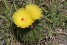 notocactusottonis_small.jpg