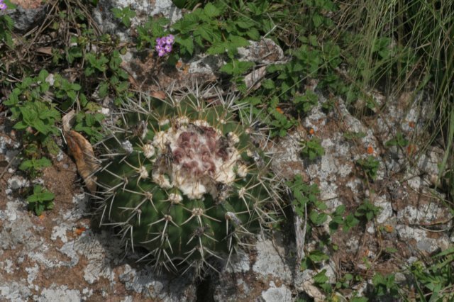 notocactuswigginsiasellowii.jpg