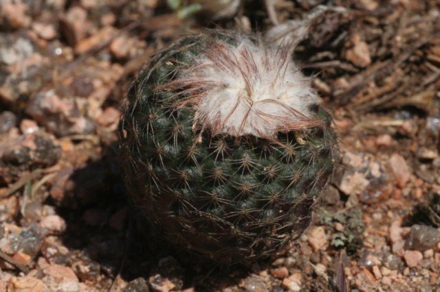 fraileabuenekeri.jpg