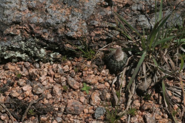 fraileabuenekeri2.jpg