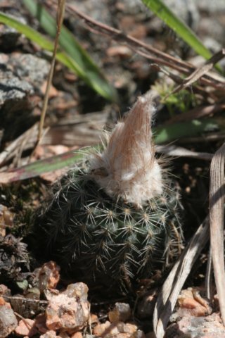 fraileabuenekeri3.jpg