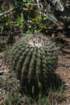 notocactuswigginsialangsdorfii2_small.jpg