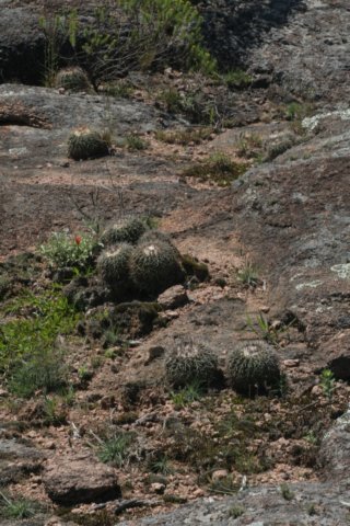 notocactuswigginsialangsdorfii3.jpg