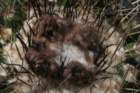 notocactuswigginsialangsdorfii4_small.jpg