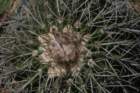 notocactuswigginsialangsdorfii_small.jpg
