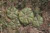 gymnocalyciumdenudatum2_small.jpg