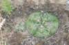 gymnocalyciumdenudatum_small.jpg