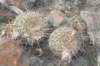 notocactuspermutatus_small.jpg