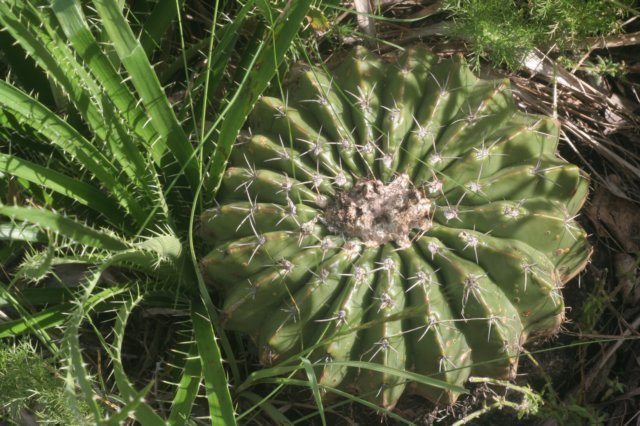 notocactussellowii.jpg