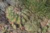 notocactussellowii2_small.jpg