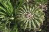 notocactussellowii_small.jpg