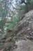 echinopsisoxygona2_small.jpg