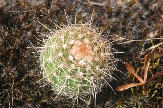 notocactusarachnitis.jpg