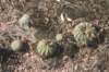 notocactusarachnitis2_small.jpg