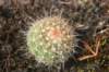 notocactusarachnitis_small.jpg