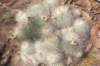 notocactusneobuenekeri_small.jpg