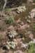 notocactusneobuenekeriandarachnitisrhs_small.jpg