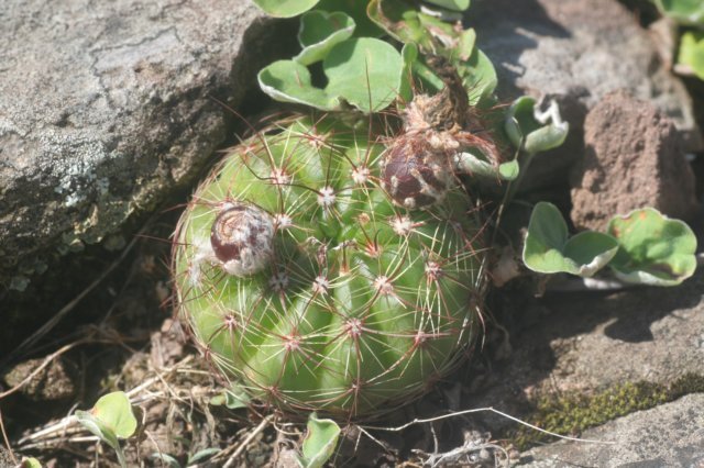 notocactusottonis.jpg