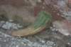 notocactusottonis2_small.jpg