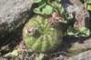 notocactusottonis_small.jpg
