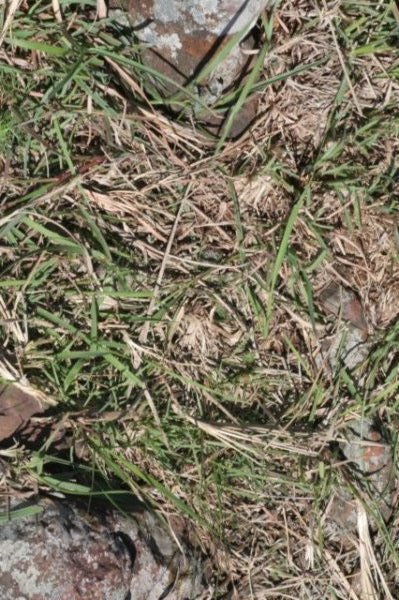fraileaphaeodisca2.jpg