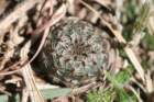 fraileaphaeodisca3_small.jpg