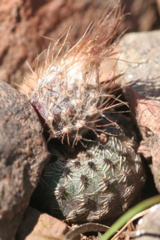 fraileaphaeodisca4.jpg