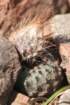 fraileaphaeodisca4_small.jpg