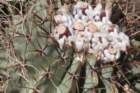 notocactusbuiningii2_small.jpg