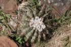 notocactusbuiningii_small.jpg