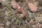 notocactusmammulosus2_small.jpg
