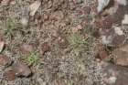 notocactusmammulosus_small.jpg