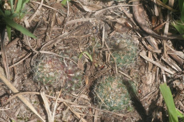 fraileapygmaea.jpg