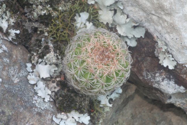 notocactusjuvenile.jpg