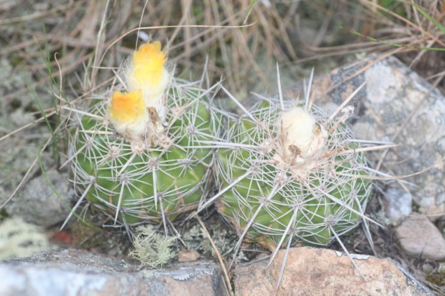 notocactuswigginsialangsdorfii.jpg