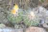 notocactuswigginsialangsdorfii_small.jpg