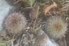 fraileapumilarhsnotocactusseedlinglhs_small.jpg