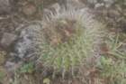 notocactusmammulosus_small.jpg