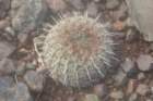 notocactusmuellermelchersii_small.jpg