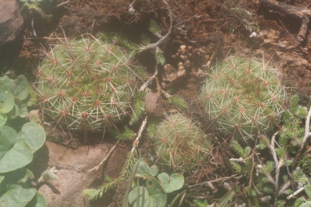 notocactusottonis.jpg